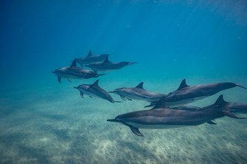 Wall Mural - wild dolphins underwater in deep blue ocean