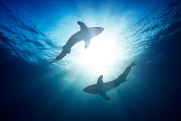 Wall Mural - Great white sharks by watersurface view from bottom