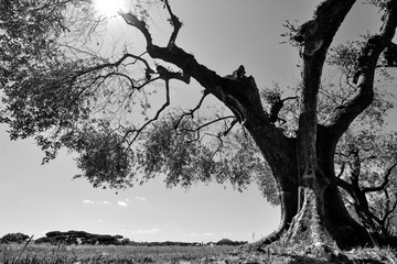 High contrast black and white of an old olive tree in an Italian orchard