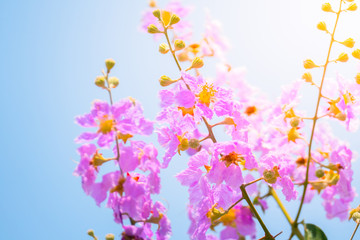  The background image of the colorful flowers