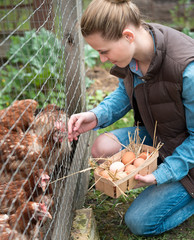 Pretty woman farmer female gathering fresh eggs into basket at hen farm in countryside