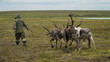 The herder walks with the team of reindeer in the tundra. The Yamal Peninsula. Summer.