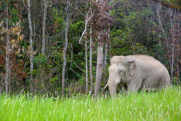 Wild angle view of a lone male Indian Elephant standing in tall grass in front of a forest clearing. Khao Yai National Park, Nakhon Ratchasima, Thailand. Travel and wildlife concept.