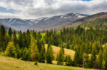 snowy tops of carpathians in springtime