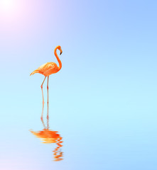 Naklejka afryka natura dziki flamingo słońce