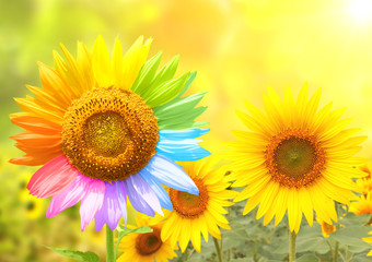 Fotomurales - Sunflower with petals painted in rainbow colors