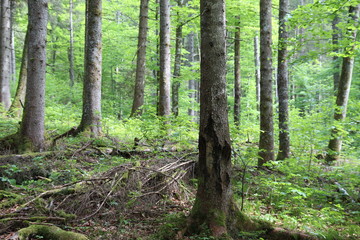 Fototapeta forest - grünau - austria
