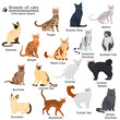 © LynxVector - Set of cats breeds color flat icons for web and mobile design