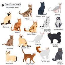 Set Of Cats Breeds Color Flat Icons For Web And Mobile Design