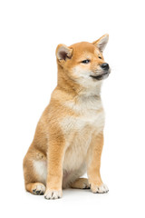 Wall Mural - Beautiful shiba inu puppy isolated on white