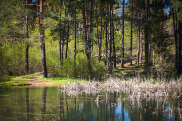  Small lake in forest during sunny day