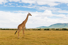 Giraffe Walking Along Savannah At Africa