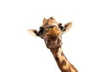 Close Up Of Giraffe Head On White