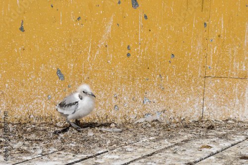 Bebe Mouette Au Sol Stock Photo Adobe Stock Bebe Mouette Au Sol Stock Photo Adobe Stock