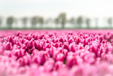 Fototapeta Tulipany - Dutch tulip fields with dark pink color and depth of field