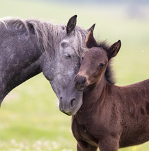 Horse And Foal Love And Care