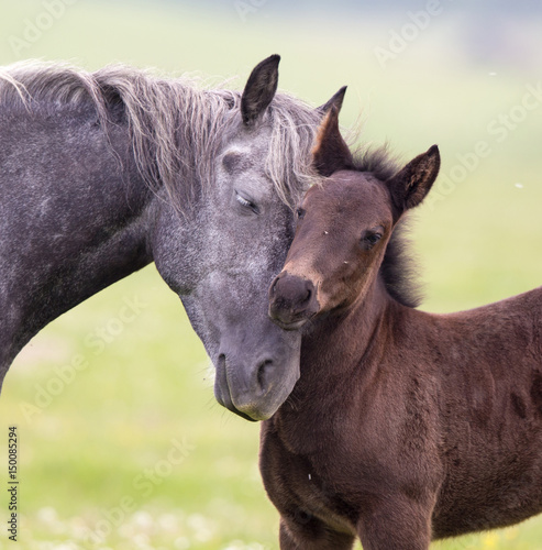 Fotografía Horse and foal love and care