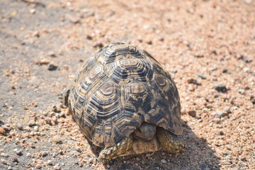 Tortoise