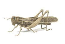 Realistic 3d Render Of Grasshopper