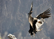 Peru - Aréquipa - Condors