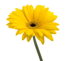 Yellow Gerbera Daisy