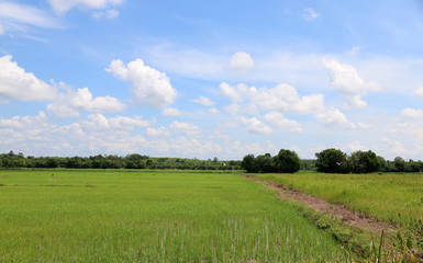 cornfield holiday Blue bright