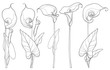 Vector set with Calla lily flower or Zantedeschia, bud and leaves in black isolated on white background. Floral elements in contour style with ornate calla for summer design and coloring book. 