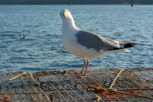 Sea Gull Guarding Lobster Traps