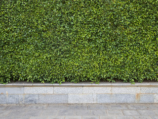 Wall green leaf texture