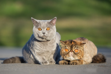 two adorable cats posing together outdoors