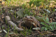 Лягушка в траве крупным планом