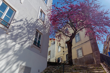 Wall Mural - Lisbon. Old streets.