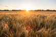 Barley Farm Field at Golden Sunset or Sunrise