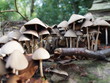 the litte mushroom town