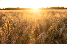 Barley Farm Field At Golden Sunset Or Sunrise