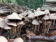 the little mushroom outpost