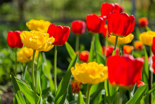 Blooming Red And Yellow Tulips