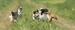 Ein Rudel Hunde rennt einen Weg entlang zwischen Wiesen - 4 Jack Russell tricolor Rassehunde - glatthaarig, broken, rauhaarig