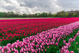 Fototapeta Sawanna - Amazing tulips field