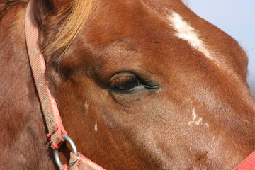 the gentle eyes of a giant