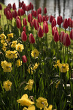 Fototapeta Tulipany - Amazing flowers at Keukenhof Garden, Holland