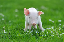 Young Pig On Grass