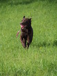© Christina - labrador retriever dog running in the grass