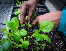 Human Hands Thinning Seedlings And Transplanting  Into New Pots 
