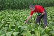 © sima - Farmer or agronomist examining tobacco plant in  field