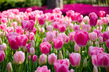 Fototapeta Tulipany - Tulip and spring flowers during the tulip festival
