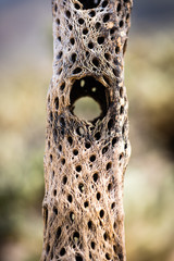 Skeletal remains of cholla cactus.