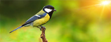 Great Tit, On A Branch
