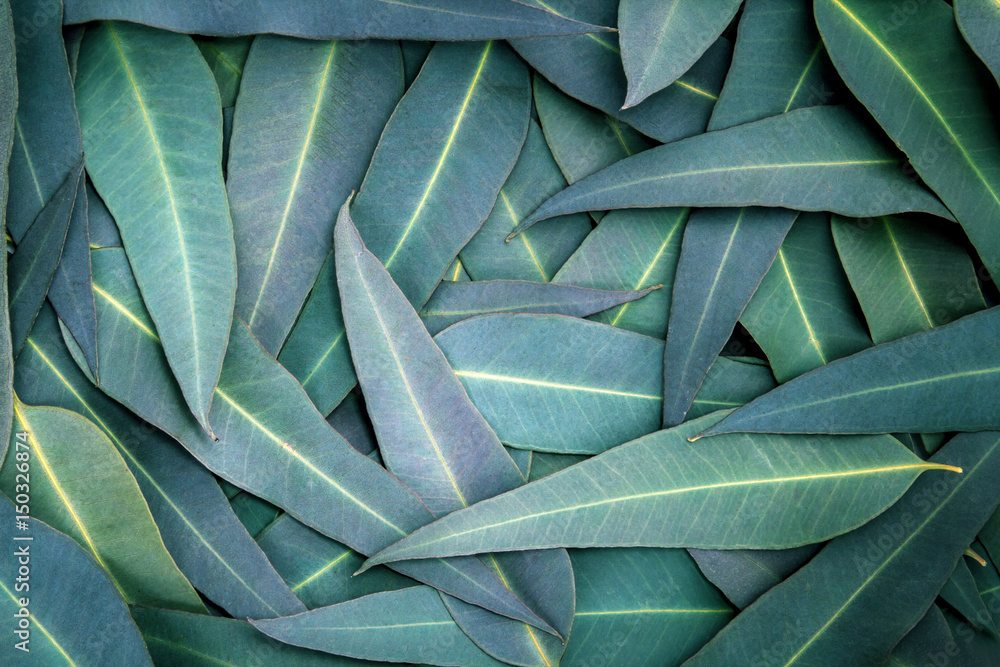the Nature Eucalyptus leaves  background - obrazy, fototapety, plakaty 