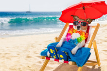 Dog Siesta On Beach Chair